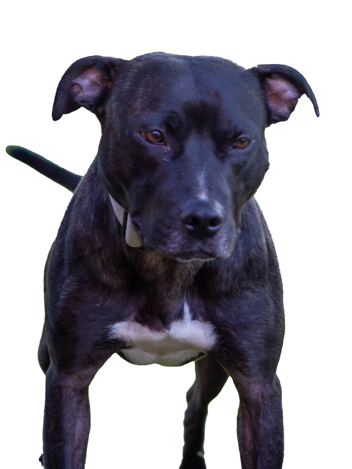 Nova